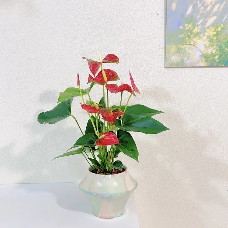 红掌多花朵精品桌面开花室内盆栽观叶花卉植物园绿植观花易活
