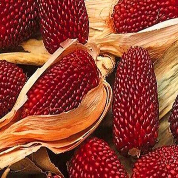 （小店精选质脆多汁草莓玉米种子新鲜食生吃阳台庭院玉米种籽孑水