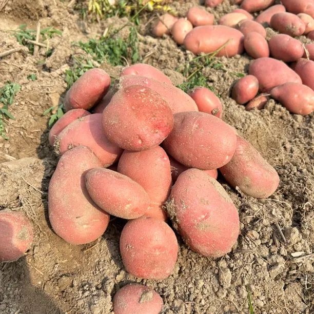 云南特产当季新鲜红皮黄心土豆云南土豆红皮土豆洋芋包邮到家