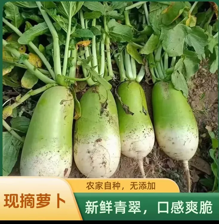 河南新鲜现挖老品种青萝卜口感清甜爽口吃法多样