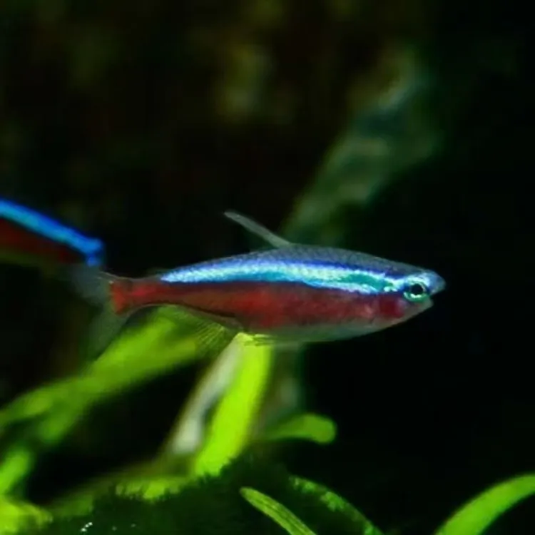 宝莲灯鱼观赏鱼热带鱼淡水灯科鱼群游可混养孔雀鱼