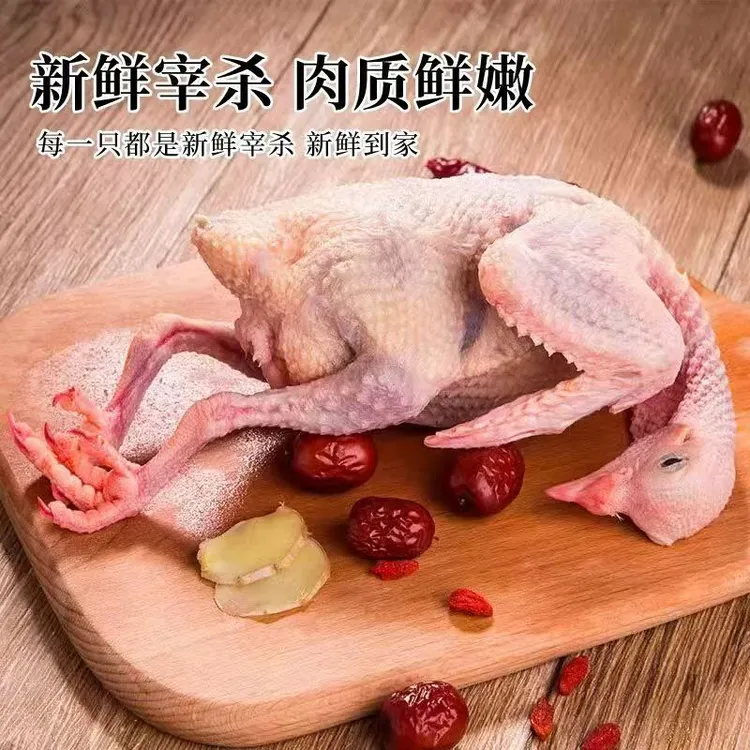 山东农家散养土鸽子 杂粮喂养营养新鲜土鸽子