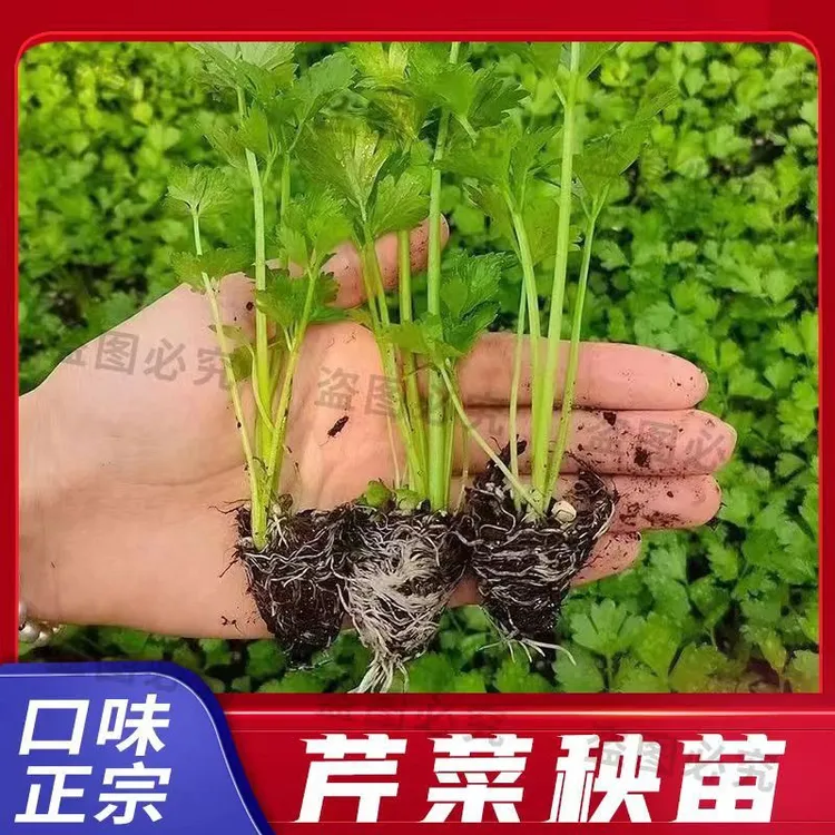 四季香芹苗优质皇后西芹苗基地直发适合阳台盆栽种植番茄秧苗