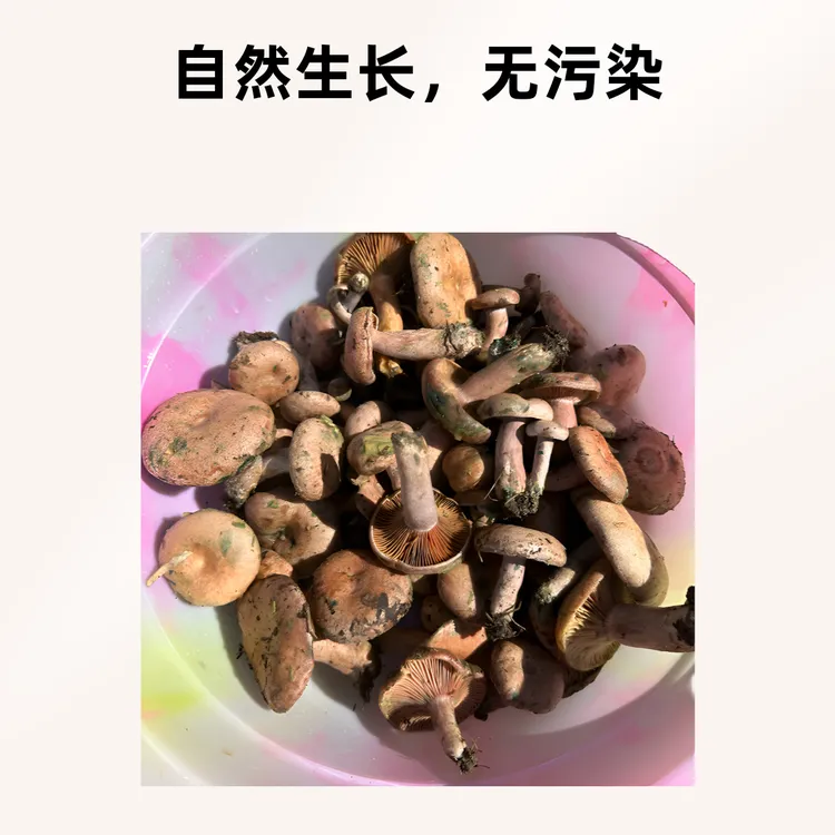 四川野生天然野生红枞菌乌枞菌蘑菇枞菌寒菌松树菌重阳菌雁来蕈