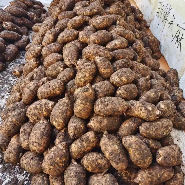 新鲜天麻可炖鸡煲汤泡酒云南特产