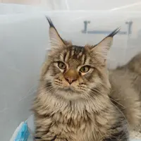 来了姊妹-棕虎斑缅因猫-弟弟-64