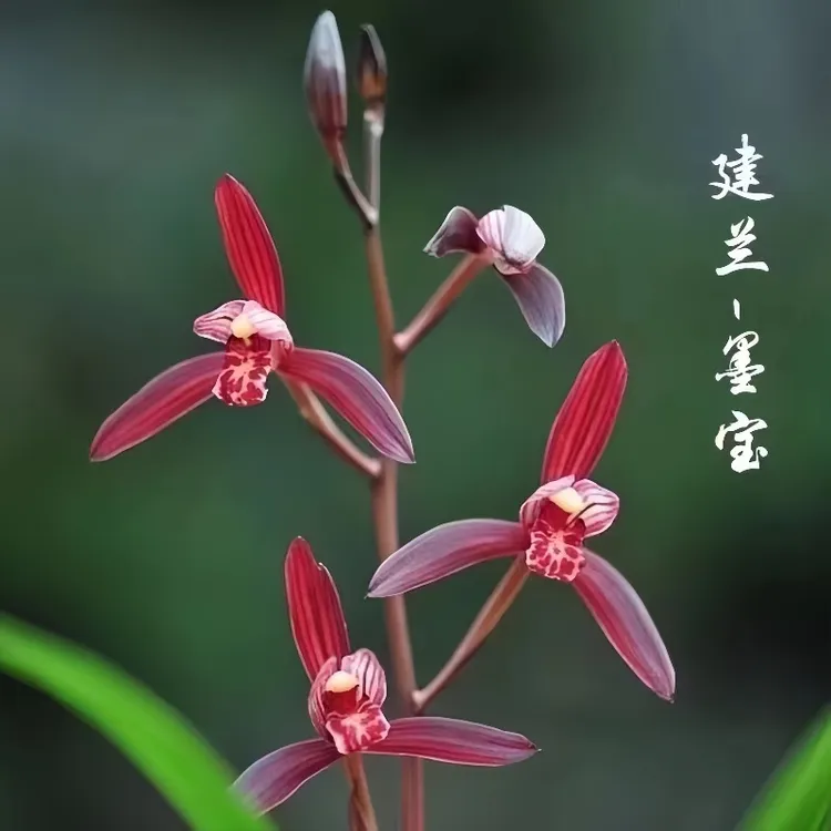 【墨宝】紫蜻蜓浓香型建兰四季好养红花室内植物盆栽花卉正宗兰花