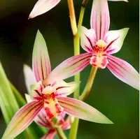 【红贵妃带5花剑】四季兰花浓香好养室内外高端精品绿植花卉盆栽