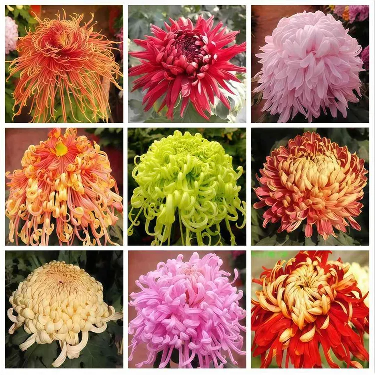 10棵菊花苗多年生植物四季开花大菊花盆栽室内外阳台庭院花卉绿植