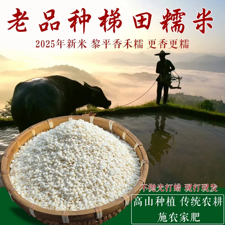 农家新糯米2025年新米老品种优质黎平农家香禾糯贵州高山梯田种植
