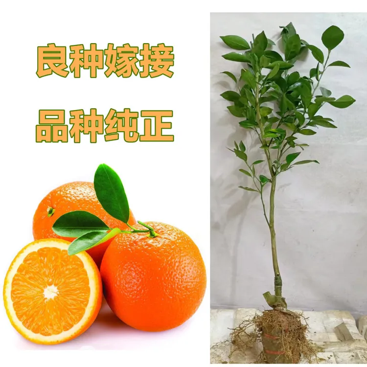 柑橘果树苗红江橙甜橙皇帝柑沃柑砂糖橘嫁接苗南北方种植当年结果