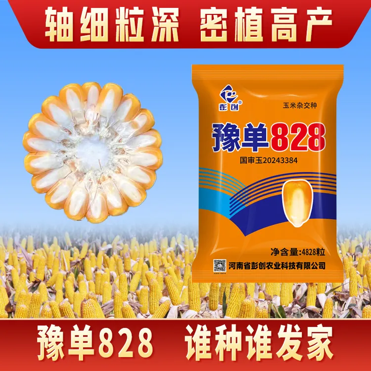 豫单828高产综合抗性强能稀能密穗大粒深玉米种子