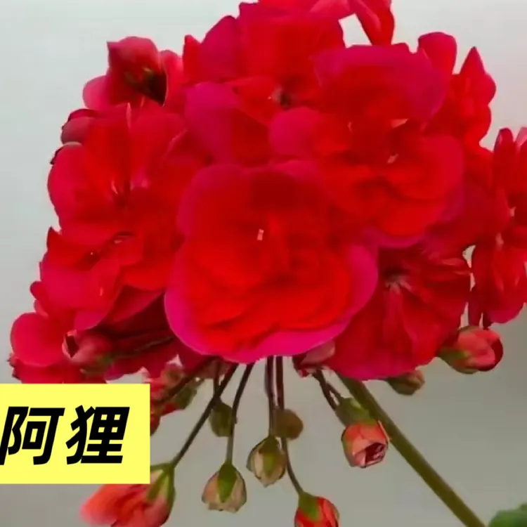 阿狸 新品半兽天竺葵