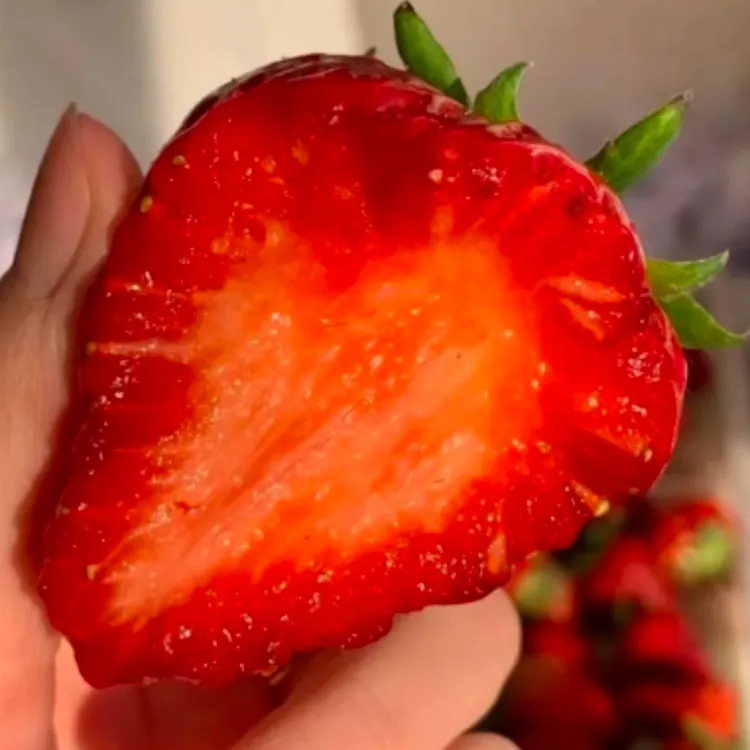 【牛奶草莓】正宗丹东九九红颜草莓 原产地现摘现发/顺丰空运