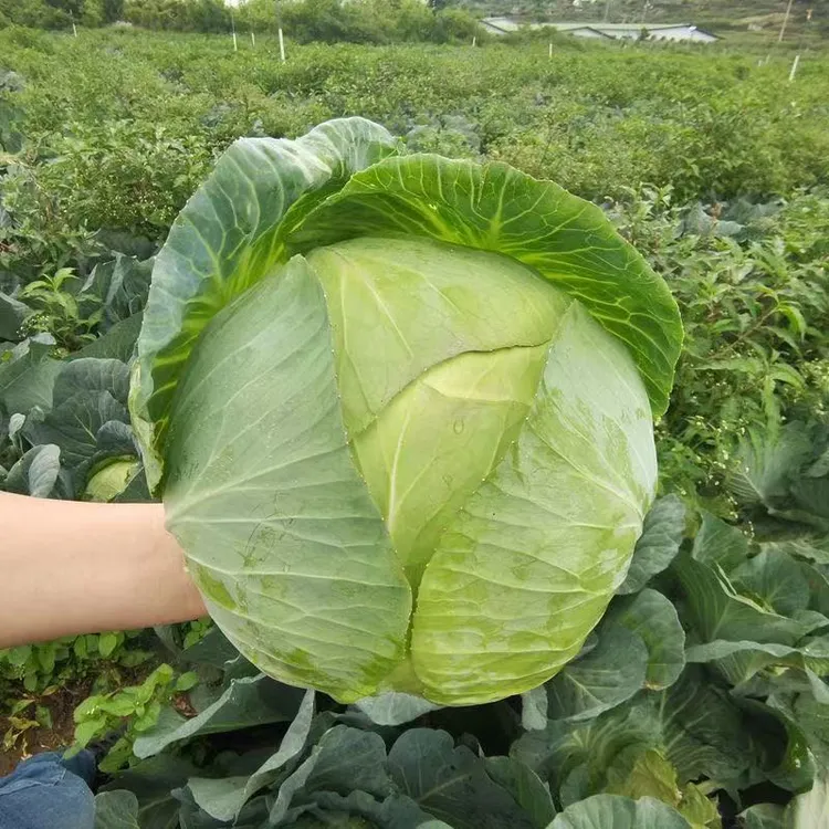 【大莲花白种子】大莲花白种子四季夏季春季简单