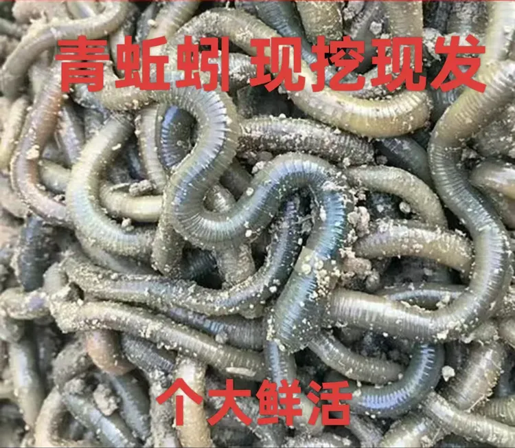 鲜活青蚯蚓钓黄鳝大中号特浓特腥臭钓鱼饵料便宜