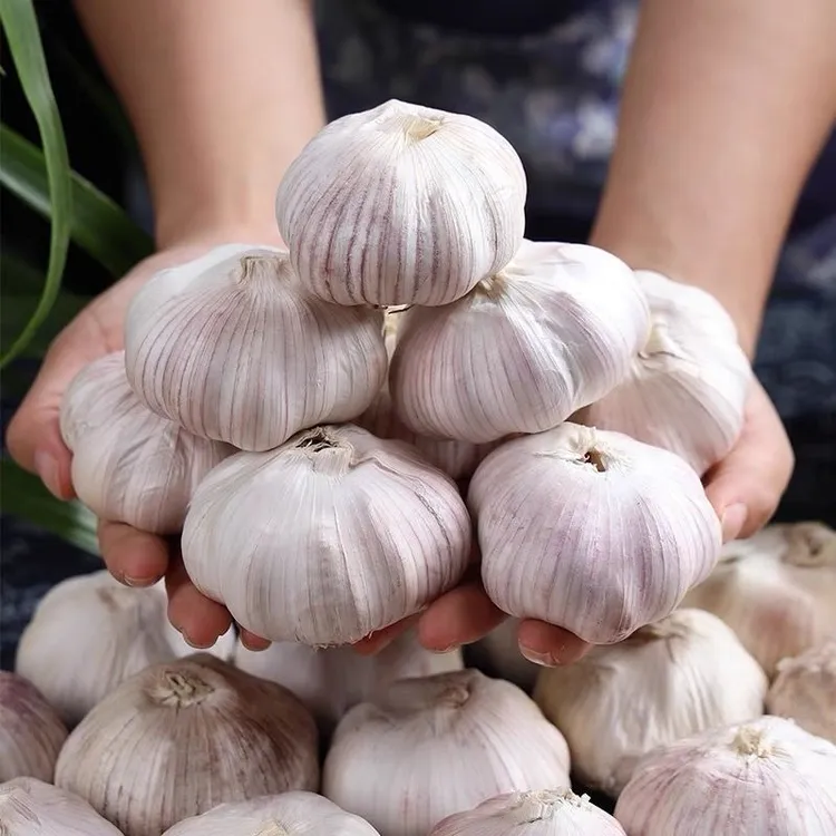 【新客福利】金乡紫白皮大蒜新干蒜新鲜红皮大蒜头优质干蒜批发便宜