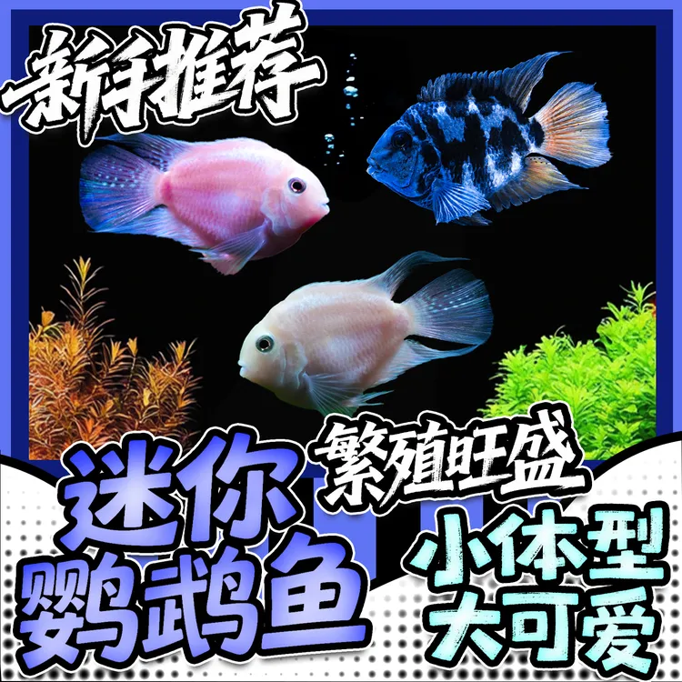 迷你鹦鹉淡水热带观赏鱼苗宝蓝白金种鱼好养耐活易小型鱼观赏鱼