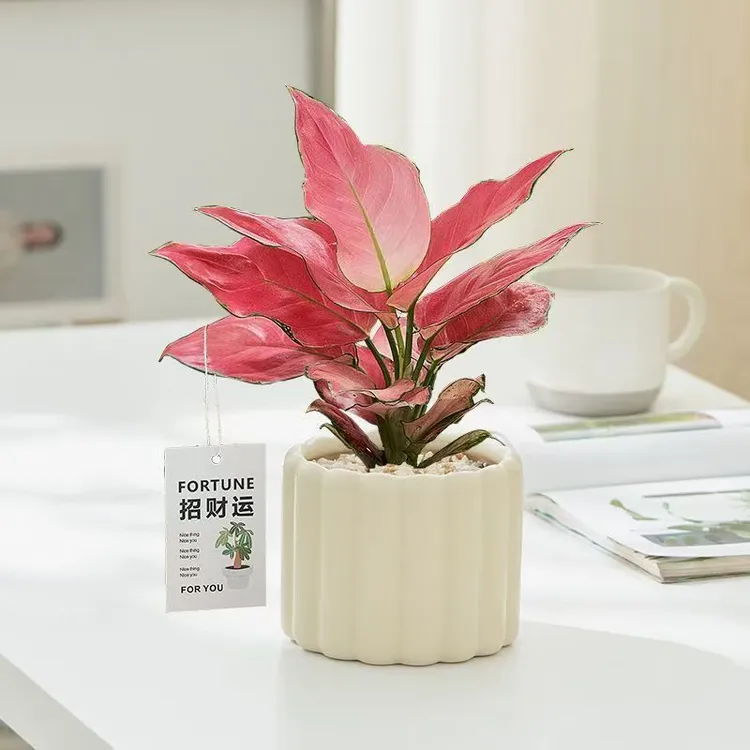 吉利红盆栽如意皇后招财树绿植室内净化空气办公室好养活花卉植物