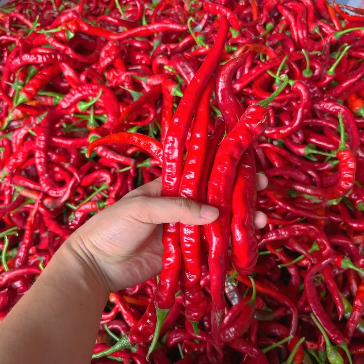 湖南本地红辣椒农家露天现摘现发香辣薄皮土辣椒紫红辣椒