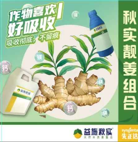 先正达“秋实靓姜”组合，中量元素肥料木质素钙镁硼防裂果提高表光