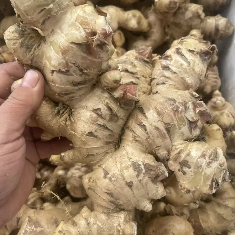 广东大肉姜新鲜现挖自家种植家用商用坏姜包赔