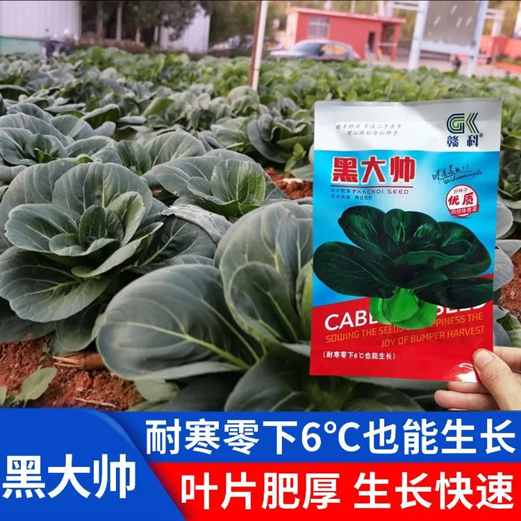 赣科黑大帅青菜种子黑叶矮脚苏州青种子黑大头抗寒肉厚油亮青菜籽