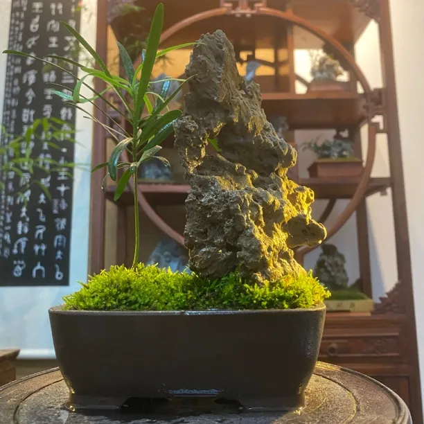 松壑引月｜紫砂盆小微盆景桌面茶台书房装饰品微景观罗汉松植物