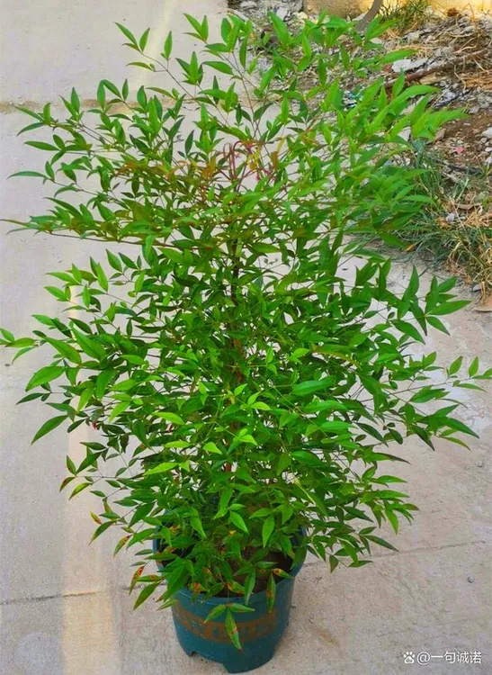 网红精品南天竹基地现挖现发