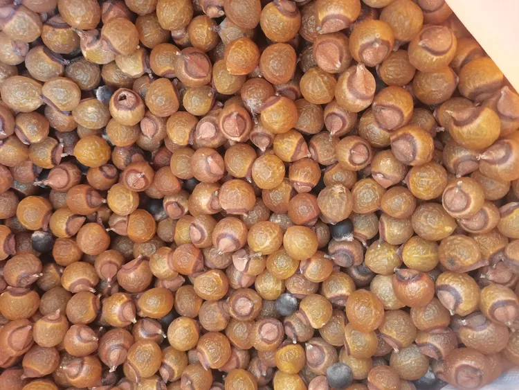 非金属   纯天然野生 皂角 无患子 新鲜侧柏叶 带皮原果发