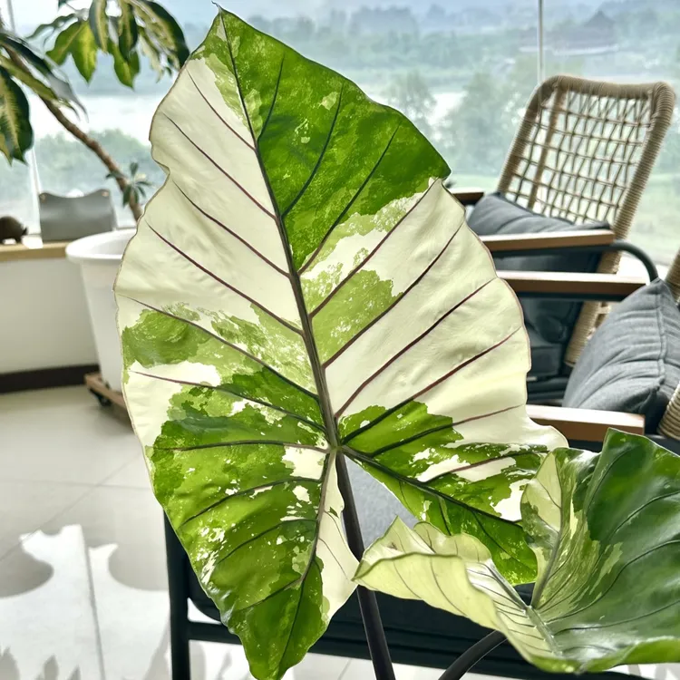 紫脉海芋锦球球 海芋之王