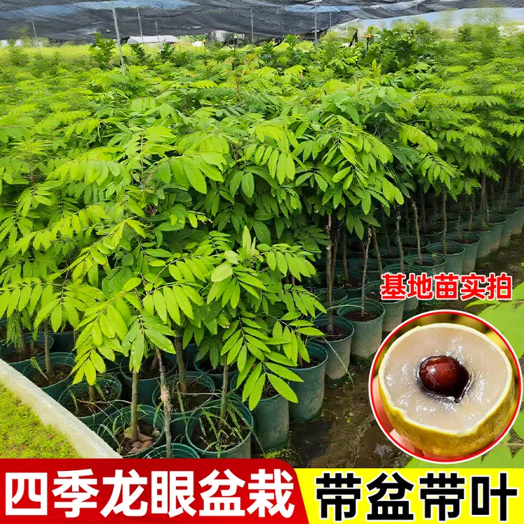 精品石硖龙眼树苗带土带叶储良龙眼树苗盆栽地栽嫁接四季龙眼树苗