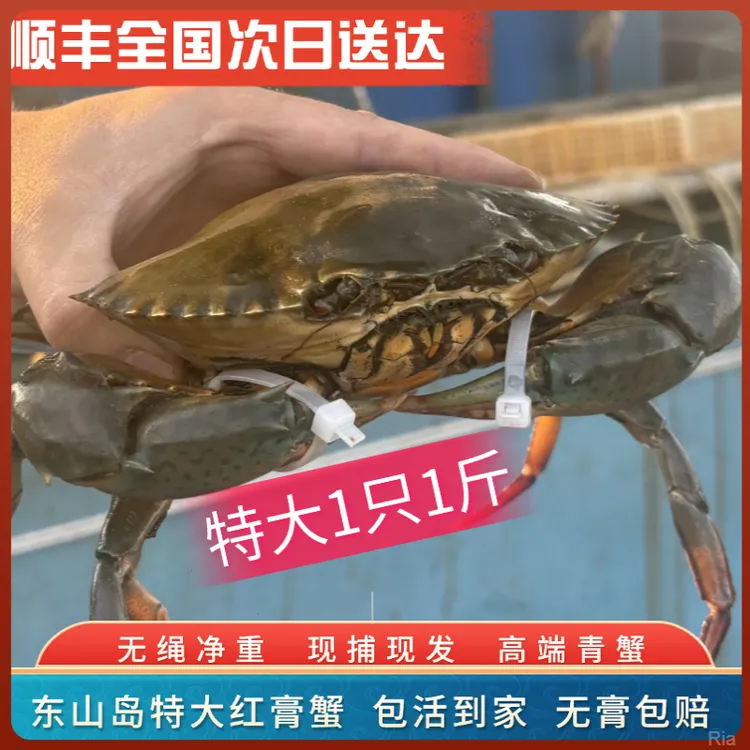 东山岛红膏蟹鲜活青蟹清蒸包肥包膏包活红鲟高端水产礼盒
