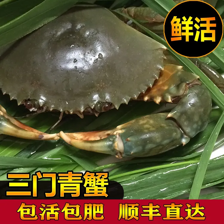 三门青蟹鲜活特大红膏蟹蝤蠓肉蟹红鲟海鲜水产大螃蟹活蟹超大顺丰