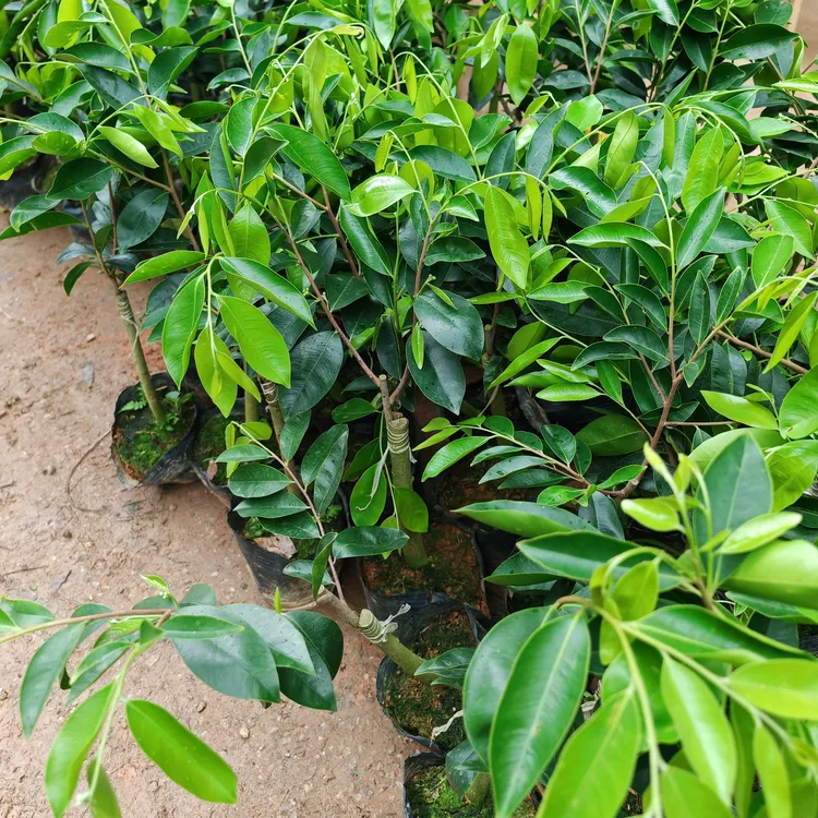 绿奇楠苗黑油王奇楠苗奇楠苗木名贵苗木奇楠苗结香产量高的奇楠苗