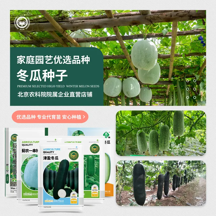 农科院冬瓜种子一串铃冬瓜巨型黑皮大冬瓜水果小冬瓜蔬菜籽孑高产