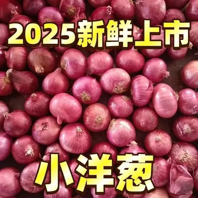【到手五斤】新鲜东北正宗小毛葱毛葱头圆葱红葱头小毛葱带箱5斤装
