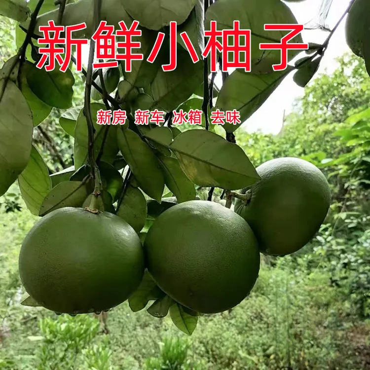 新鲜现摘小柚子皮新车除异味新房装修去味神器 柚皮