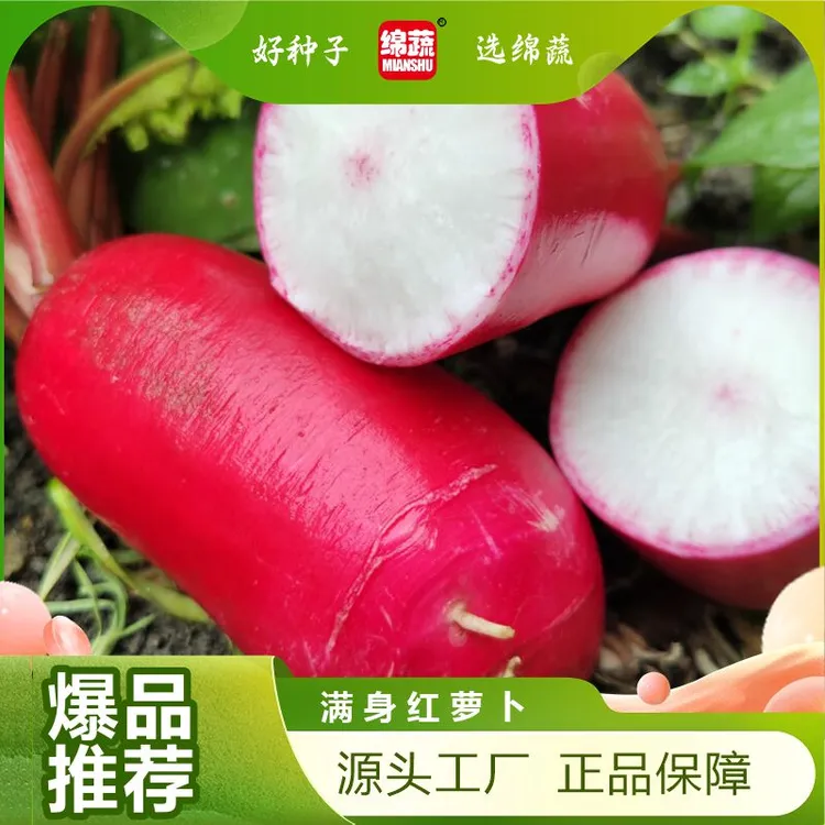 【绵阳红萝卜】新鲜四川泡菜萝卜红皮白心脆甜可口农家自种蔬菜