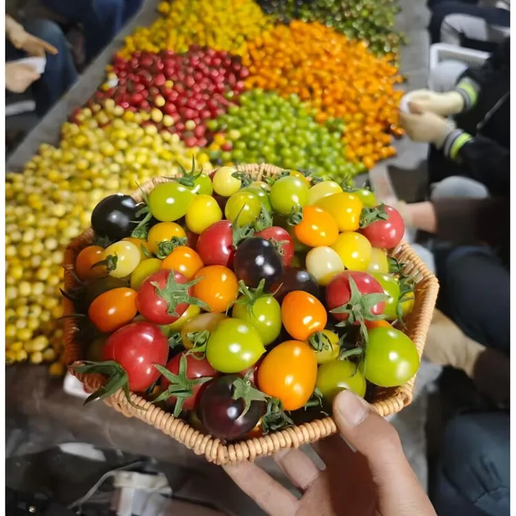 番茄组合·七彩小番茄随机5-7个品种新鲜现摘小番茄生吃水果番茄