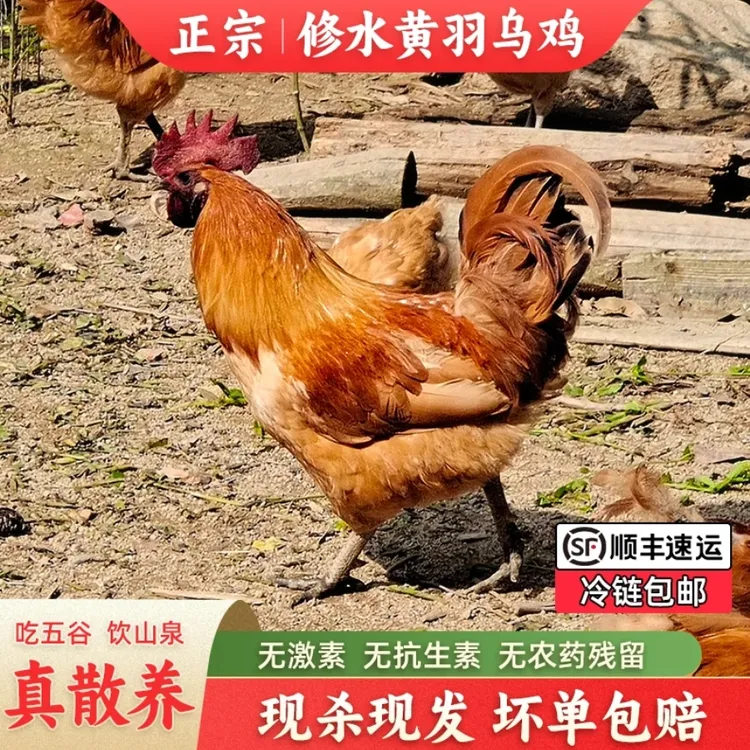修水正宗黄羽乌鸡（线鸡、童子公鸡）顺丰包邮到家