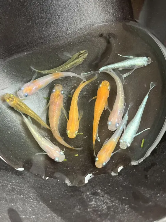 青鱂混搭8+2条备损（尺寸2厘米左右）