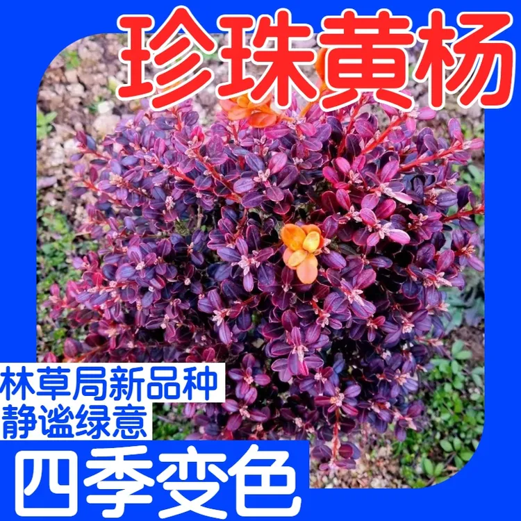 好雨黄杨珍珠黄杨1年生小中见大室内办公室绿植净化空气好养植物