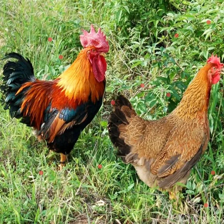 半斤长尾 青脚绿壳麻羽鸡  宠物鸡包邮包活