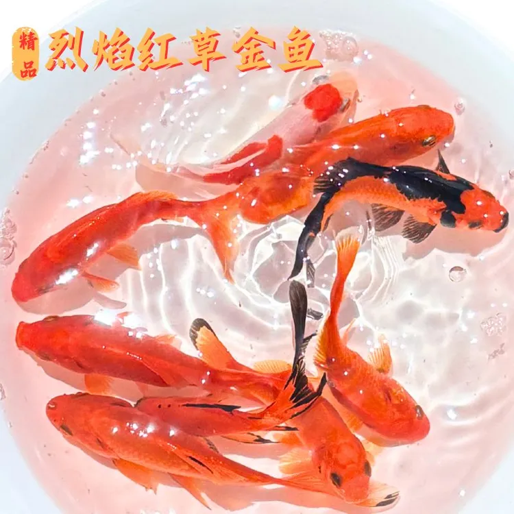 【福利国粹草金】7-9厘米精品金鱼鲜活小草金鱼观赏鱼混搭颜色随机