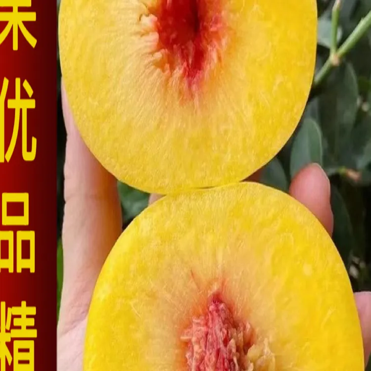 苏州本地锦绣黄桃原产地现摘新鲜锦绣黄桃当季应季水果
