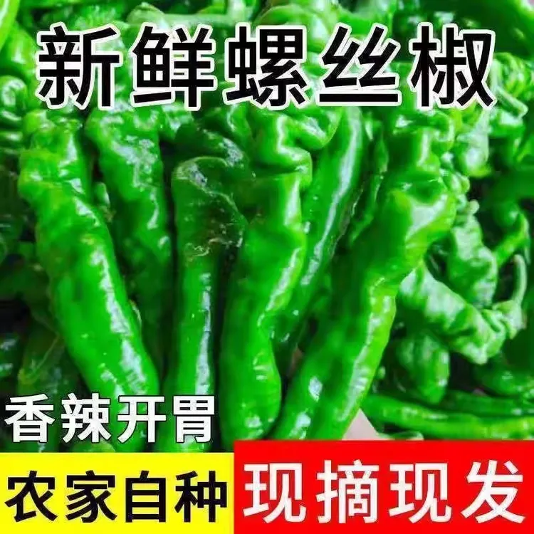 新鲜螺丝椒薄皮微中辣青椒农家自种当季蔬菜现摘现发