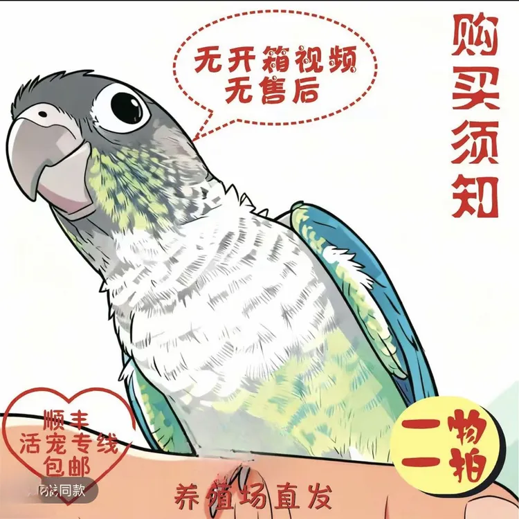 亲人手养活体鹦鹉一物一拍（养殖场顺丰直发）