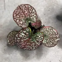 102-0915泰国发货豹纹