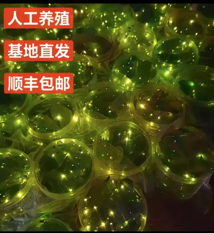 人工养殖萤火虫顺丰包邮搭配夜精灵饲养营养瓶